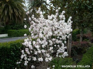 Magnolia stellata - blooming